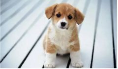 “小銅鈴”更適合哪些狗狗？