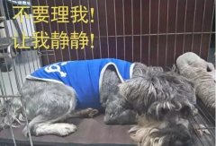 有汪星人的家，還是得需要一個籠子