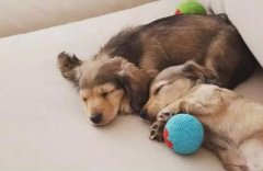 那些年，為狗狗說過的謊