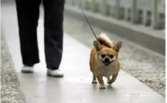你真會(huì)遛狗嗎？-遛狗的過(guò)程中需要注意的一些問(wèn)