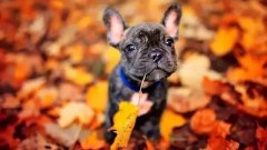 初秋狗狗養護小貼士 華興寵物食品