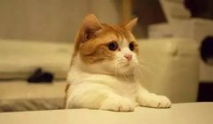 貓這種動物，一旦碰上，就再也戒不了了 華興寵