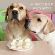 狗狗是否需要補鈣？補鈣應注意什么？ 華興寵物