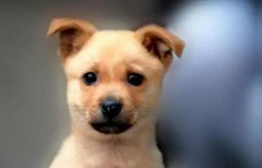 小土狗，也很可愛呀！