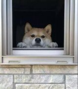 養一只狗是我做過最滿足的決定！