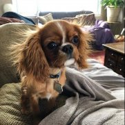 狗狗冬季毛發打結，如何正確洗澡！