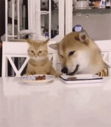 貓糧狗糧可以混吃嗎？ 華興寵物食品