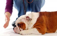 狗狗被主人打后會存有報復寵主嗎？