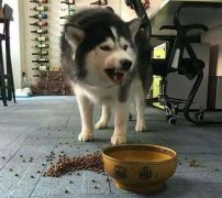 這些錯誤喂食習慣，別再犯了  華興寵物食品