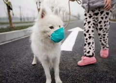 疫情下，如何保證寵物的安全？