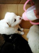 剛出生的小狗如何人工喂養？