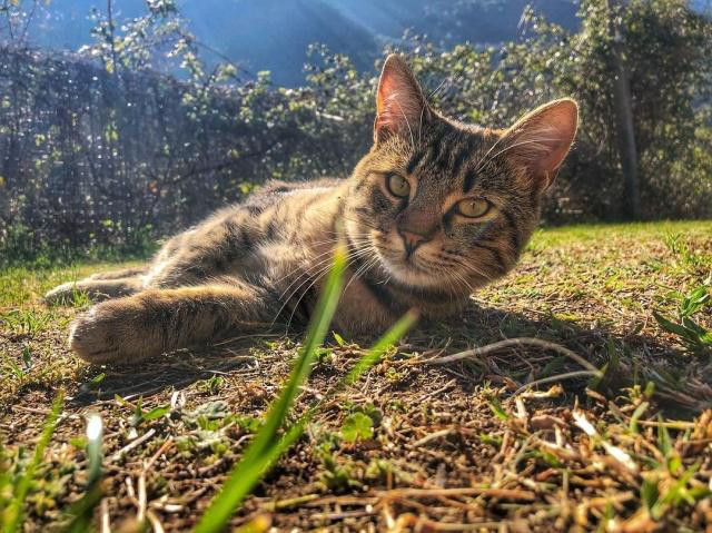 貓咪在春天容易感冒，平時應(yīng)該注意什么呢？