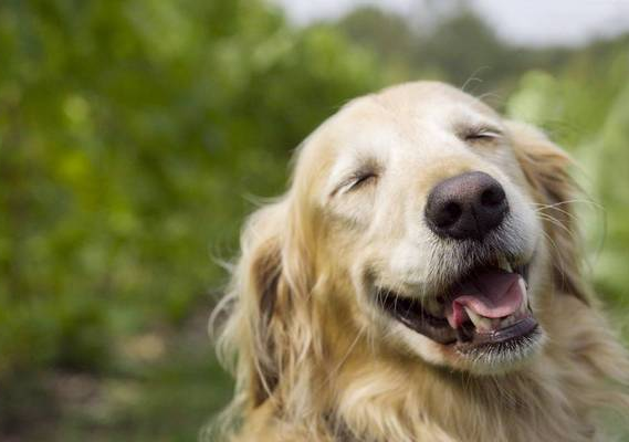 別再誤會狗狗了，它的這些行為，內(nèi)心想法是這樣的